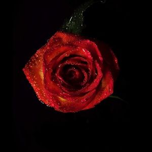 Meet your Posher, Iris